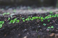 Plant seedling. Visit <a href="https://kaboompics.com/" target="_blank">Kaboompics</a> for more free images.