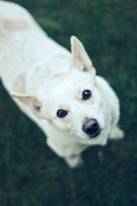 Cute little white dog. Visit Kaboompics for more free images.