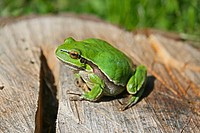 Closeup of a green chorus frog. Visit <a href="https://kaboompics.com/" target="_blank">Kaboompics</a> for more free images.
