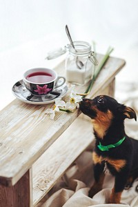 Small black puppy by a table. Visit <a href="https://kaboompics.com/" target="_blank">Kaboompics</a> for more free images.