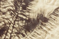 Shade from a palm tree. Visit <a href="https://kaboompics.com/" target="_blank">Kaboompics</a> for more free images.