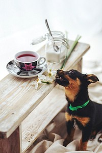 Small black puppy by a table. Visit <a href="https://kaboompics.com/" target="_blank">Kaboompics</a> for more free images.