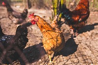 Chickens on a farm. Visit <a href="https://kaboompics.com/" target="_blank">Kaboompics</a> for more free images.