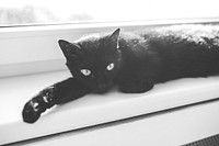 Black cat sleeping in the window. Visit <a href="https://kaboompics.com/" target="_blank">Kaboompics</a> for more free images.