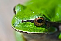Closeup of a green chorus frog. Visit <a href="https://kaboompics.com/" target="_blank">Kaboompics</a> for more free images.
