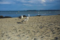 Seagulls on a beach. Visit <a href="https://kaboompics.com/" target="_blank">Kaboompics</a> for more free images.