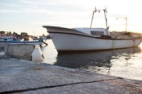 Seagull sitting at the pier. Visit <a href="https://kaboompics.com/" target="_blank">Kaboompics</a> for more free images.