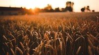 Wheat field desktop wallpaper background, HD aesthetic nature image