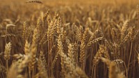 Nature desktop wallpaper, barley field background