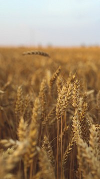 Mobile wallpaper, barley field phone background