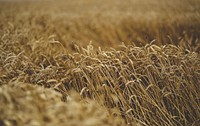 Field of barley in the summer. Visit <a href="https://kaboompics.com/" target="_blank">Kaboompics</a> for more free images.