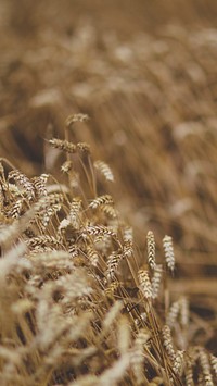 Nature phone wallpaper background, field of barley in the summer. Visit Kaboompics for more free images.