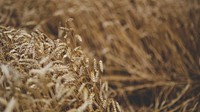 Nature desktop wallpaper background, field of barley in the summer. Visit Kaboompics for more free images.