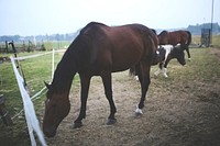 Closeup of a brown horse in a field. Visit <a href="https://kaboompics.com/" target="_blank">Kaboompics</a> for more free images.