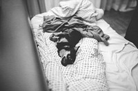 Dog sleeping on a bad. Visit <a href="https://kaboompics.com/" target="_blank">Kaboompics</a> for more free images.