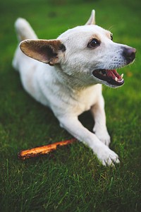 Cute little white dog with a stick. Visit <a href="https://kaboompics.com/" target="_blank">Kaboompics</a> for more free images.