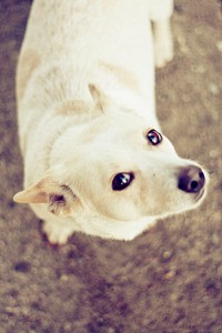 Cute little white dog. Visit <a href="https://kaboompics.com/" target="_blank">Kaboompics</a> for more free images.