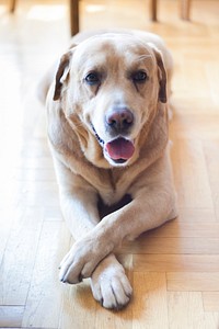 Labrador retriever dog lying on the floor. Visit <a href="https://kaboompics.com/" target="_blank">Kaboompics</a> for more free images.