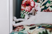 White cat sleeping on a floral bed. Visit <a href="https://kaboompics.com/" target="_blank">Kaboompics</a> for more free images.