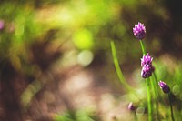 Purple flowers in the forest. Visit <a href="https://kaboompics.com/" target="_blank">Kaboompics</a> for more free images.