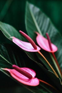 Close up of a pink laceleaf. Visit <a href="https://kaboompics.com/" target="_blank">Kaboompics</a> for more free images.