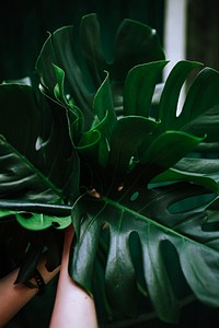 Tropical ornamental plant. Visit Kaboompics for more free images.