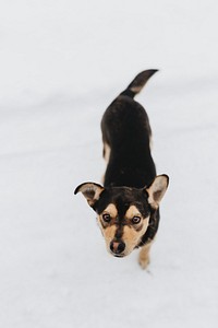 Black dog enjoying the snow. Visit <a href="https://kaboompics.com/" target="_blank">Kaboompics</a> for more free images.