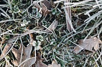 Leaves covered with frost. Visit <a href="https://kaboompics.com/" target="_blank">Kaboompics</a> for more free images.
