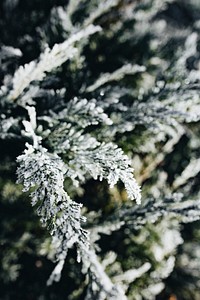 Pine tree covered with frost. Visit <a href="https://kaboompics.com/" target="_blank">Kaboompics</a> for more free images.