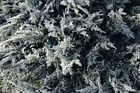 Pine tree covered with frost. Visit <a href="https://kaboompics.com/" target="_blank">Kaboompics</a> for more free images.
