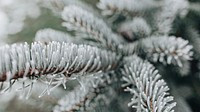 Desktop wallpaper background, pine tree covered with frost