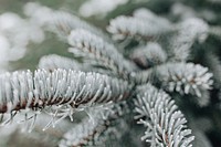 Pine tree covered with frost. Visit Kaboompics for more free images.