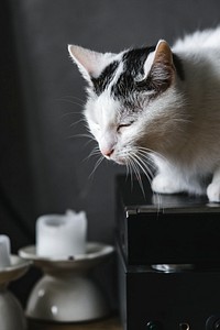 Black and white cat. Visit Kaboompics for more free images.