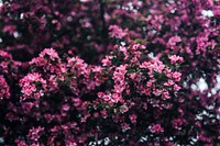 Pink blossoms on a tree. Visit Kaboompics for more free images.