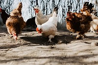 Chickens on a farm. Visit <a href="https://kaboompics.com/" target="_blank">Kaboompics</a> for more free images.