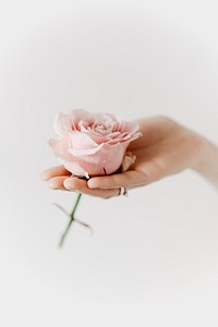 Woman holding a pink rose. Visit <a href="https://kaboompics.com/" target="_blank">Kaboompics</a> for more free images.