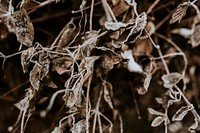 Dried foliage. Visit <a href="https://kaboompics.com/" target="_blank">Kaboompics</a> for more free images.