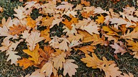 Tree leaf desktop wallpaper background, autumn HD aesthetic image