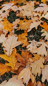 Tree leaf iphone wallpaper background, autumn HD aesthetic image