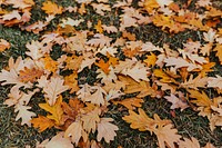 Oak foliage during autumn. Visit <a href="https://kaboompics.com/" target="_blank">Kaboompics</a> for more free images.