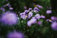 Little purple flowers. Visit <a href="https://kaboompics.com/" target="_blank">Kaboompics</a> for more free images.