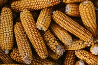 Fresh raw corn cobs. Visit <a href="https://kaboompics.com/" target="_blank">Kaboompics</a> for more free images.