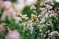 Blooming fresh oregano. Visit <a href="https://kaboompics.com/" target="_blank">Kaboompics</a> for more free images.