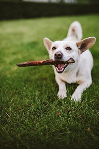 Cute little white dog with a stick. Visit <a href="https://kaboompics.com/" target="_blank">Kaboompics</a> for more free images.