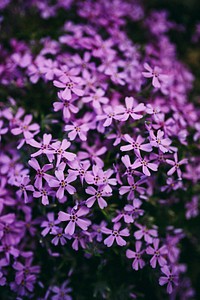 Close up of blue phlox flowers. Visit <a href="https://kaboompics.com/" target="_blank">Kaboompics</a> for more free images.