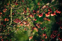 Closeup of berries. Visit Kaboompics for more free images.