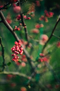 Closeup of berries. Visit <a href="https://kaboompics.com/" target="_blank">Kaboompics</a> for more free images.