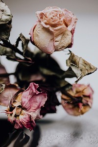 Dried pink roses. Visit <a href="https://kaboompics.com/" target="_blank">Kaboompics</a> for more free images.