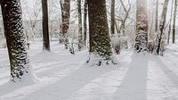 Winter desktop wallpaper background, snowy forest