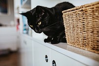 Black cat in the kitchen. Visit <a href="https://kaboompics.com/" target="_blank">Kaboompics</a> for more free images.